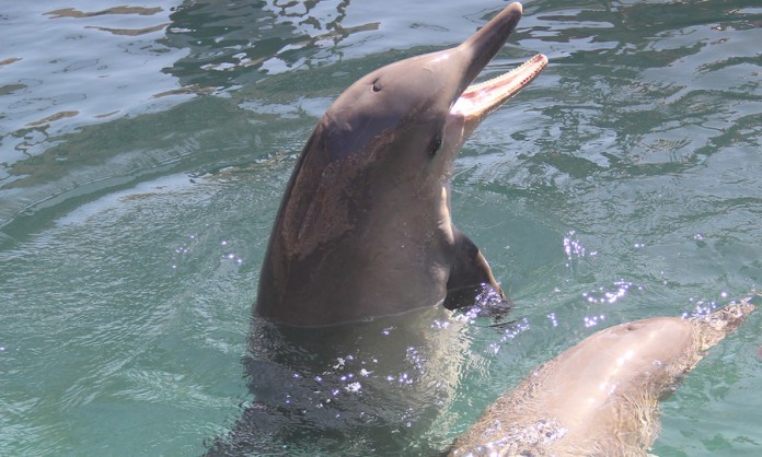 Profepa rescata nueve delfines en La Paz.
