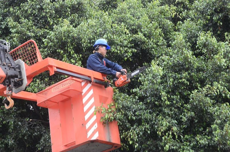 Inicia poda alta y formación en los árboles de Querétaro - Rotativo de  Querétaro