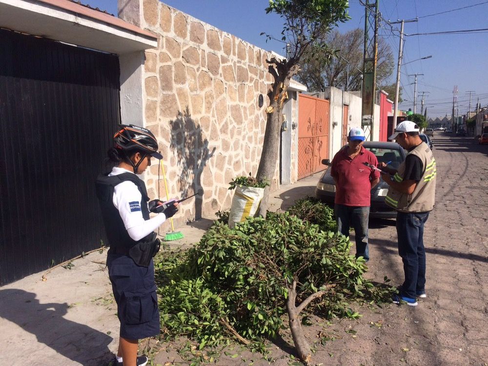 Sancionan poda ilegal de árboles en San Juan del Río - Rotativo de Querétaro