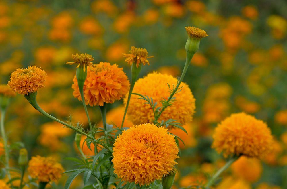 La Flor De Cempasuchil Y El Dia De Muertos