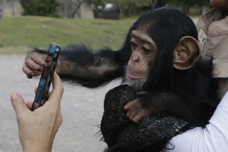Cria de chimpance recibe cuidados de madre sustituta_2