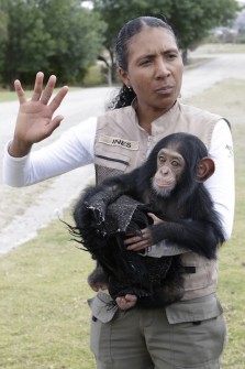 Cria de chimpance recibe cuidados de madre sustituta_3