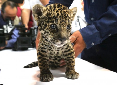 Jaguar, otra especie en peligro de extincion