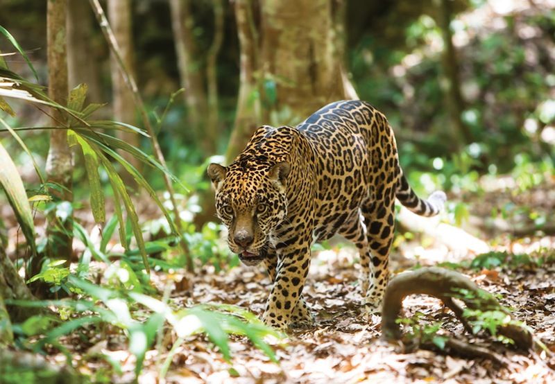 Jaguar, otra especie en peligro de extincion_2