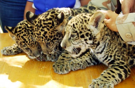 Jaguar, otra especie en peligro de extincion_3