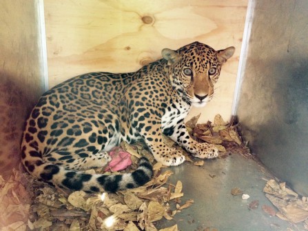 Jaguar, otra especie en peligro de extincion_5