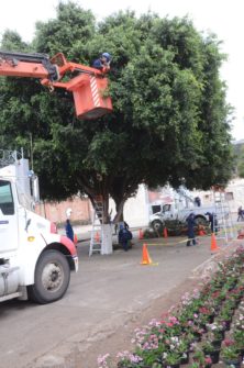 Inicia poda alta y formación en los árboles de Querétaro - Rotativo de  Querétaro