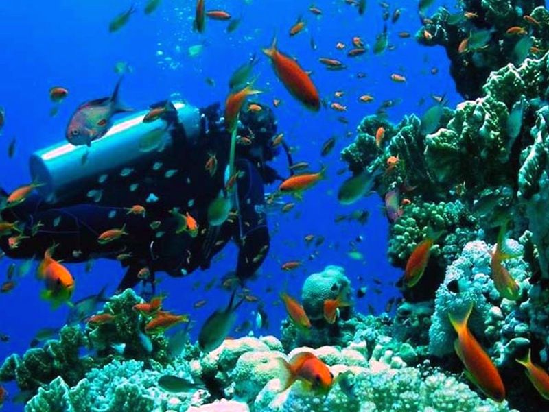 En Amenaza Los Invertebrados Y Arrecifes En El Golfo De Mexico