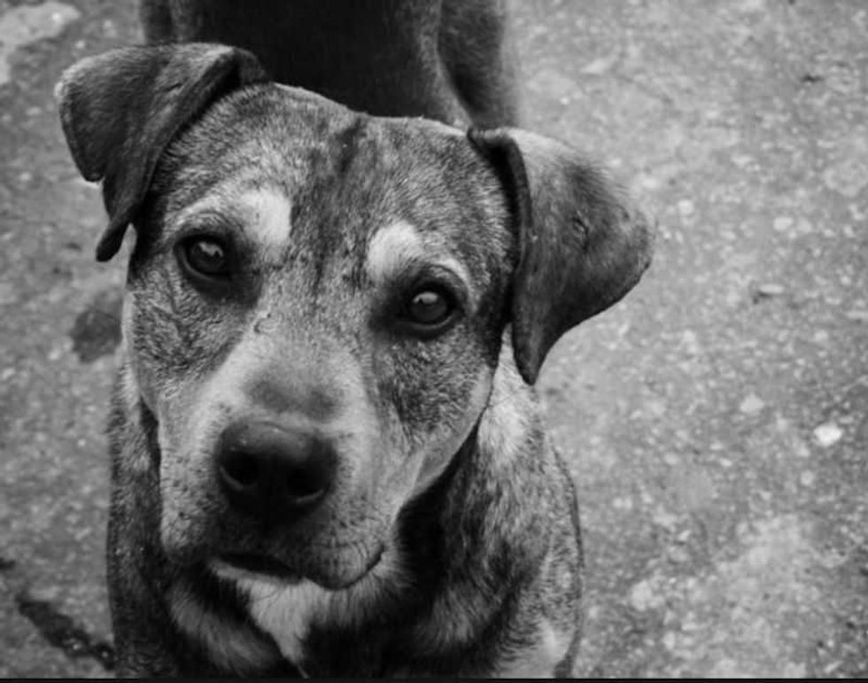 2 expertos uam desarrollan comestibles controlar fauna nociva