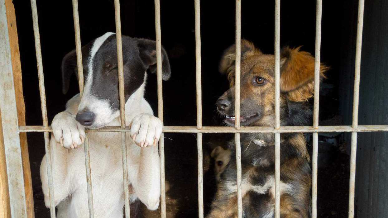 28 casos de maltrato animal atendidos por Procuraduría Social. 20 personas cumplen trabajo comunitario en coordinación con Control Animal.