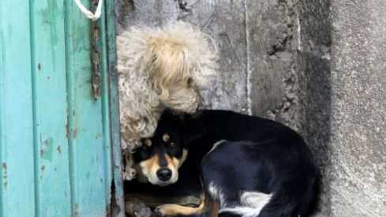 900-perros-gatos-se-sometieron-a-cirugias-1