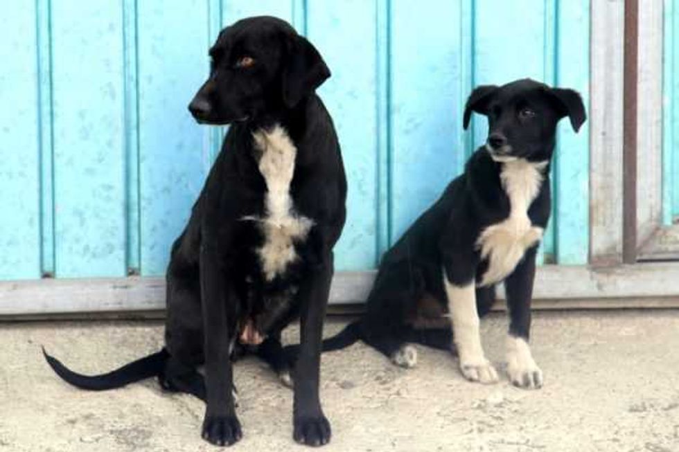 900 perros gatos se sometieron a cirugias