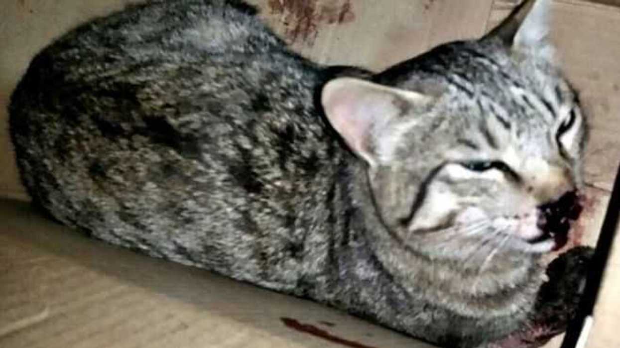 abandono-y-golpes-principales-abusos-contra-animales