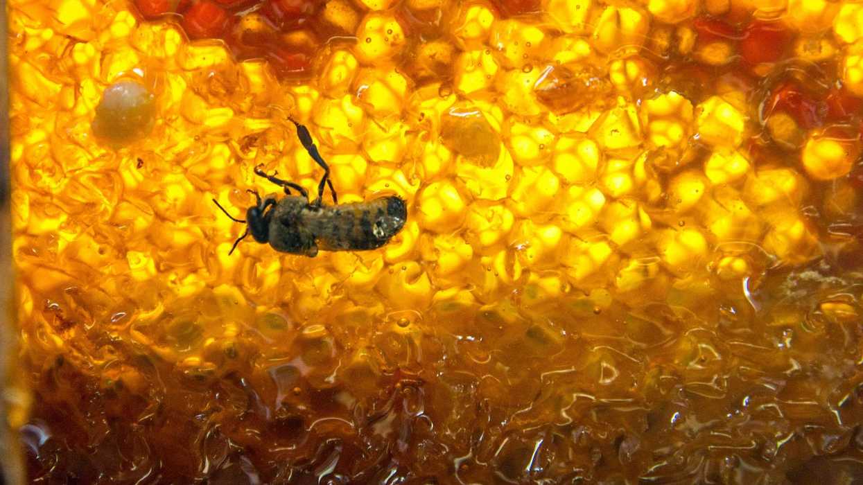 Abejas en la piquera de una colmena de madera; México conmemora el Día Nacional de las Abejas el 17 de agosto con datos de producción récord