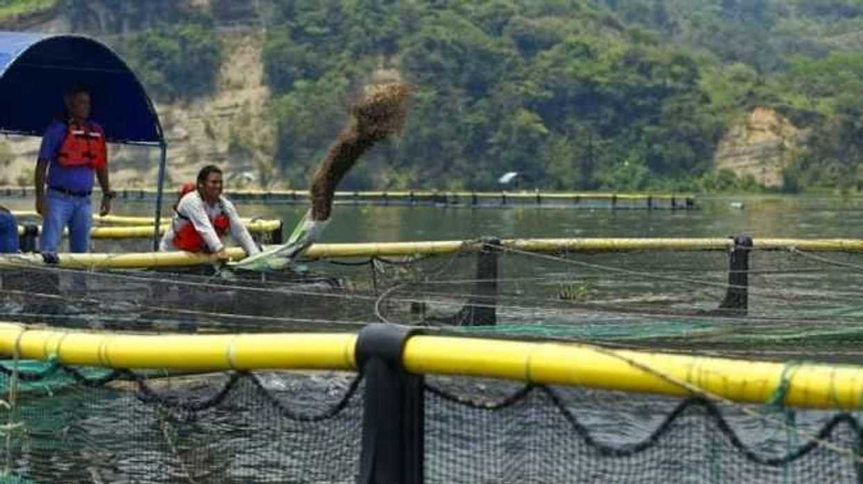 acuacultura-clave-en-seguridad-alimentaria-de-mexico-afirman-expertos
