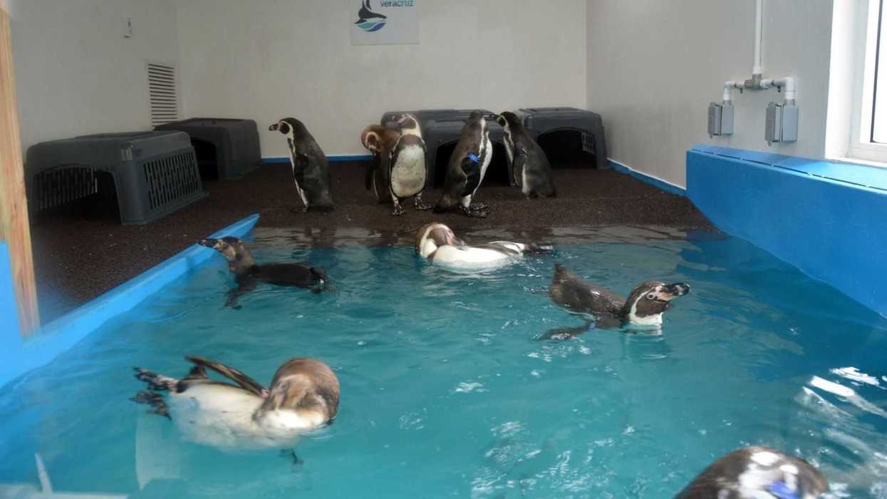 ACUARIO DE VERACRUZ prepara pingÜinario. NOTIMEX