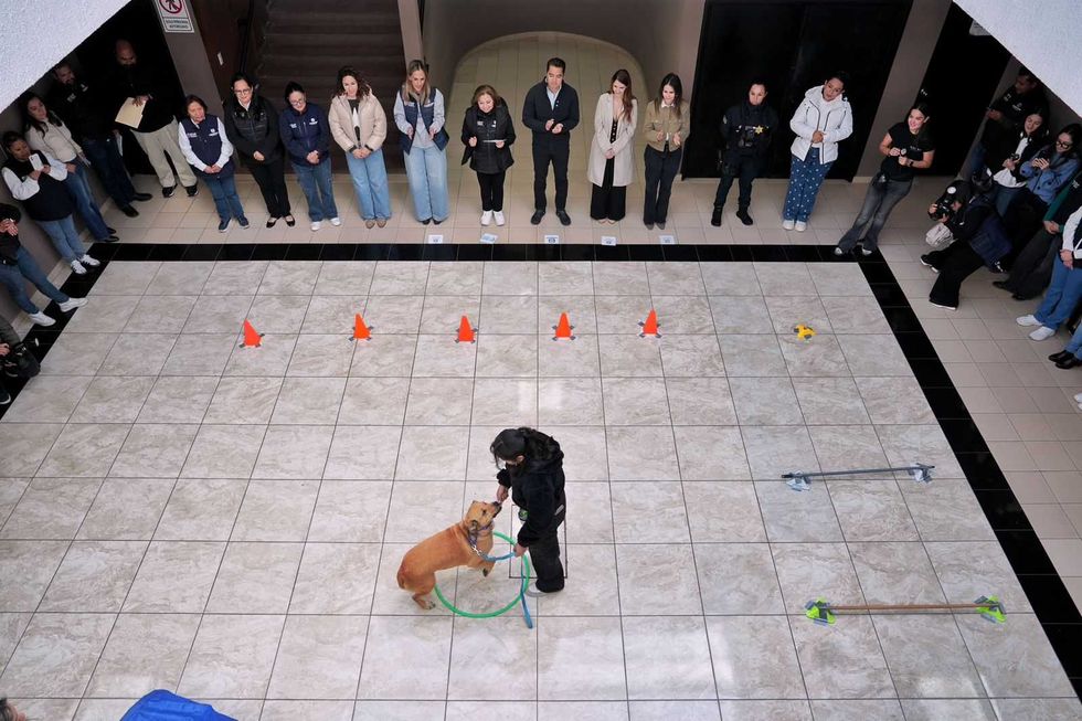 Adolescentes participan en taller de entrenamiento canino del DIF Municipal de Quer\u00e9taro junto a perros adiestrados