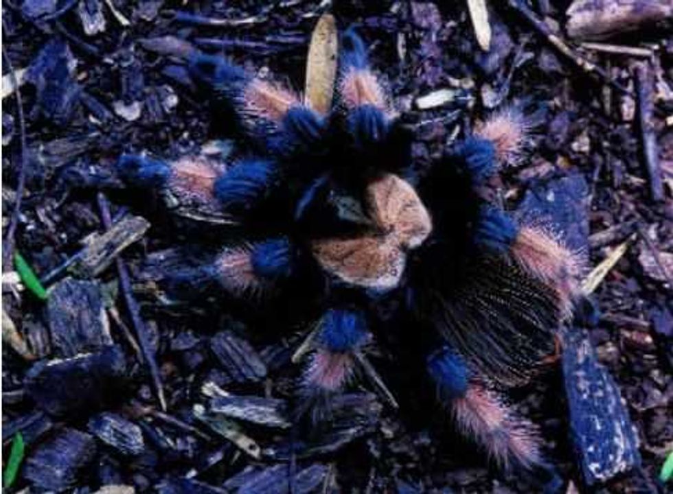 adopta y salva una tarantula mexicana 1
