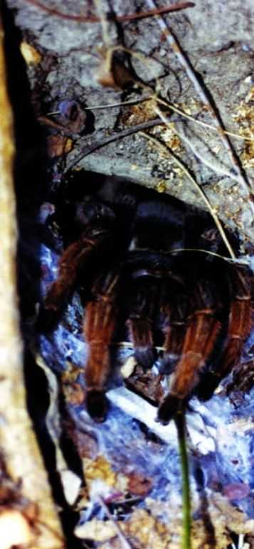 adopta y salva una tarantula mexicana 2