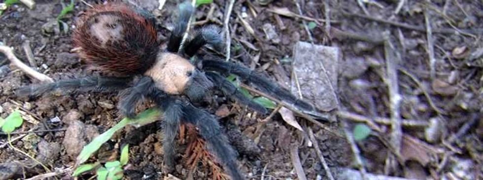adopta y salva una tarantula mexicana 3