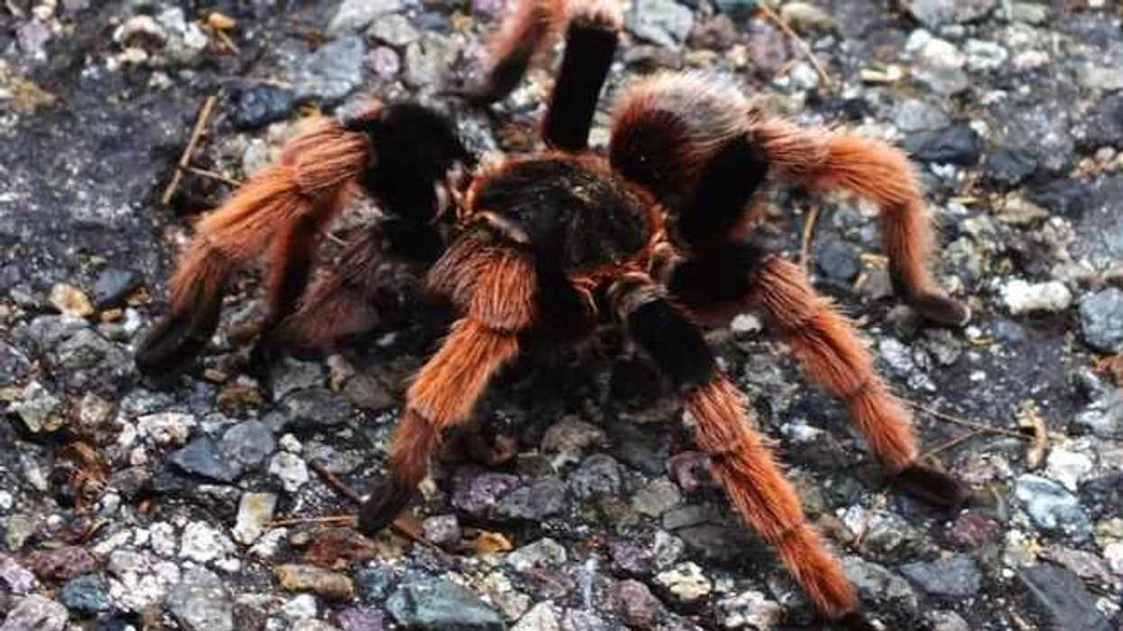 adopta-y-salva-una-tarantula-mexicana