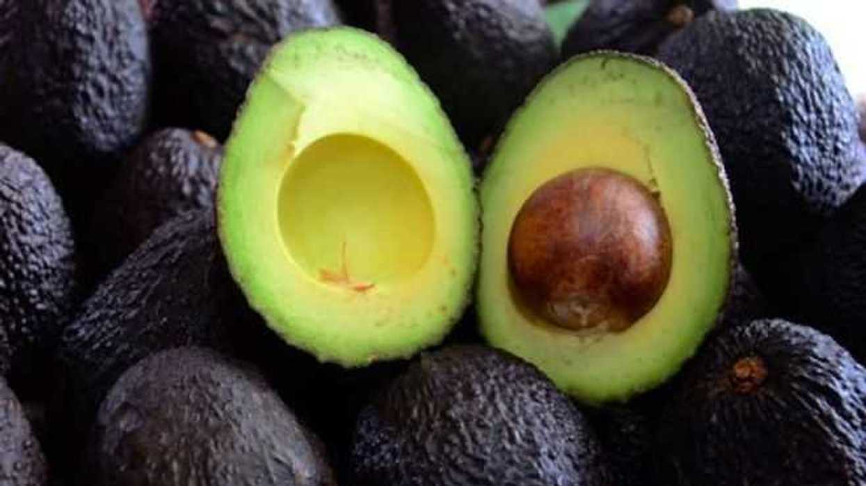 agave-aguacate-combinacion-mexicana-suplemento-alimenticio