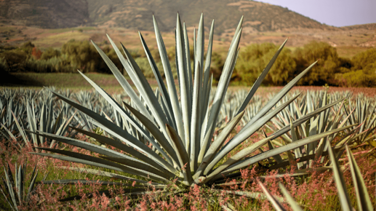 agave