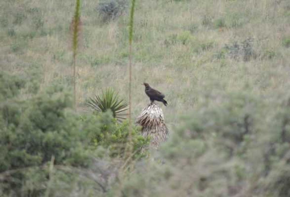 aguila real al rescate majestuoso simbolo 4