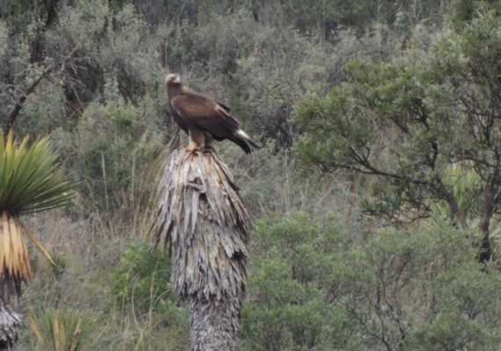 aguila real al rescate majestuoso simbolo 5