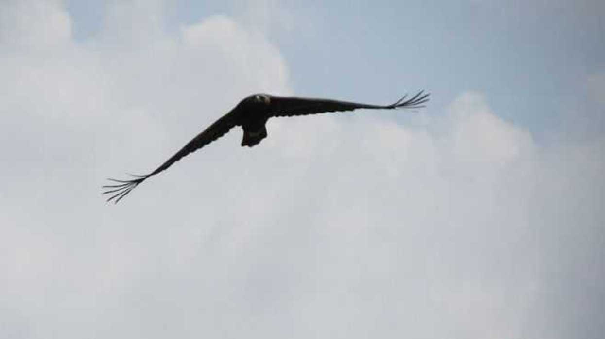 aguila-real-al-rescate-majestuoso-simbolo-6