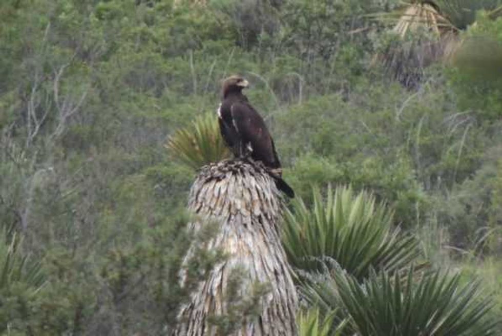 aguila real al rescate majestuoso simbolo 7