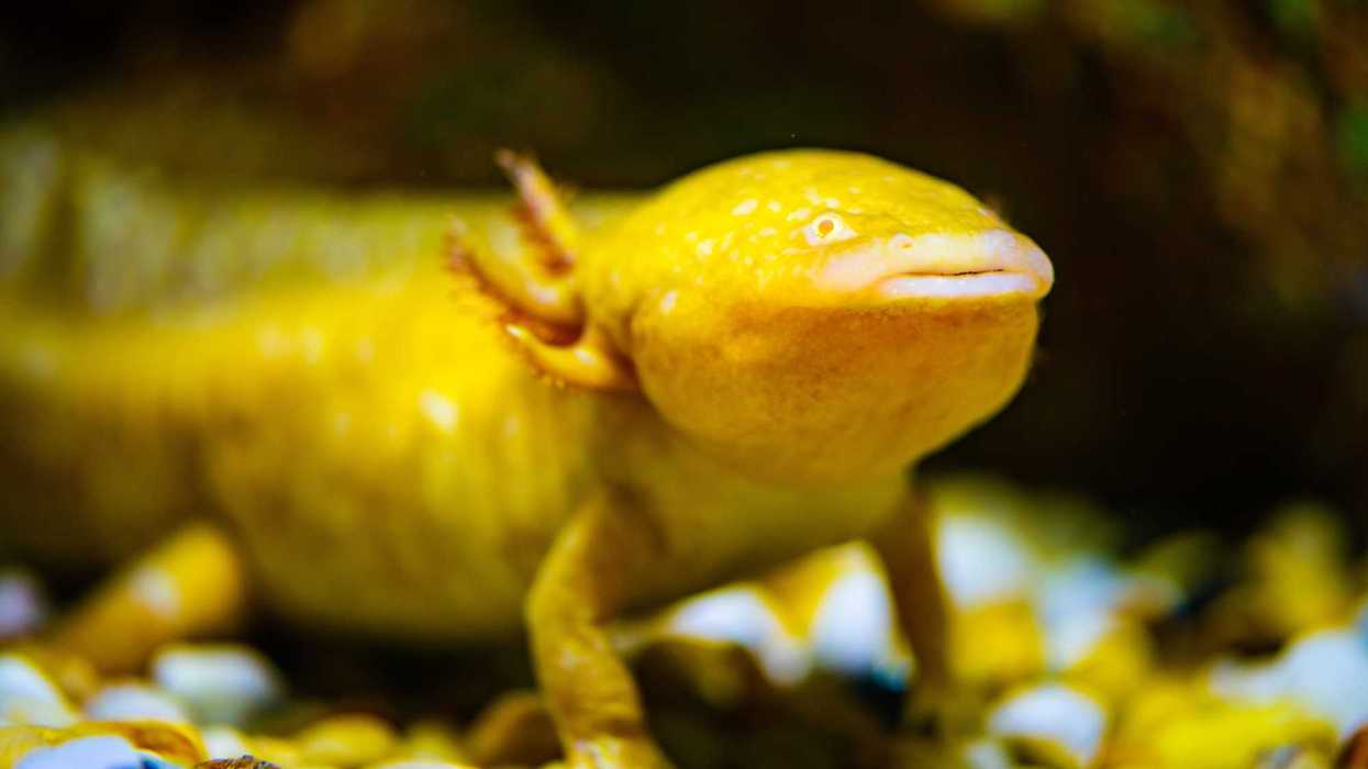 Ajolote amarillo de frente sobre grava en un acuario