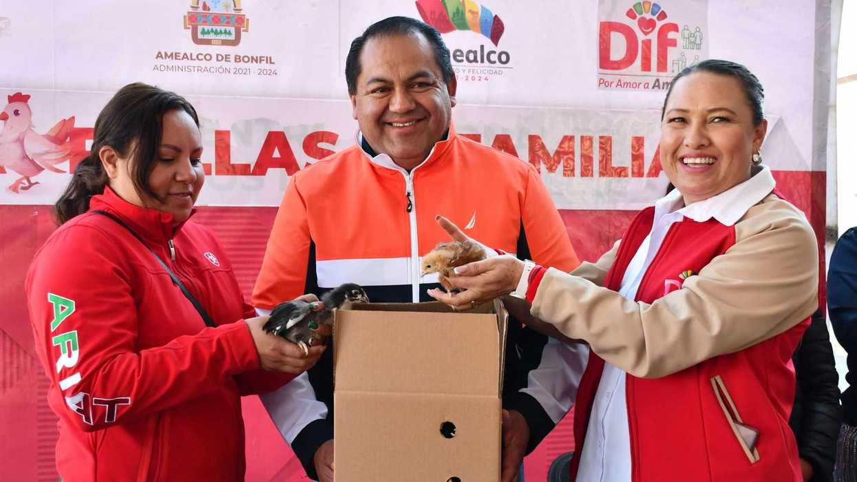 Alcalde René Mejía entrega 2,000 pollitas a jefas de familia en Amealco.