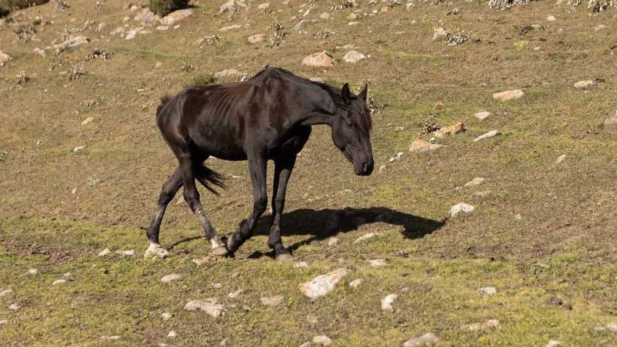 Alcalde Roberto Cabrera Valencia confirma primer caso de gusano barrenador en equino en San Juan del Río, Querétaro.