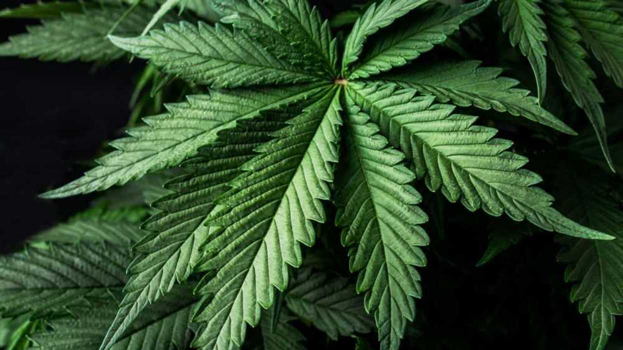 Alemania legaliza el cannabis recreativo. Depositphotos.