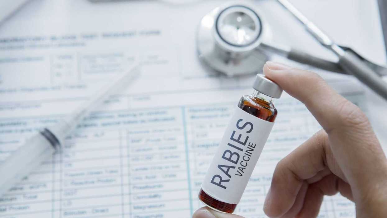 Alerta por casos de rabia en el país: Día Mundial de la Vacunación Animal.