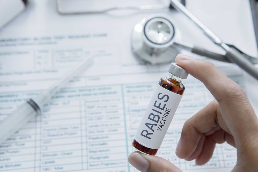 Alerta por casos de rabia en el país: Día Mundial de la Vacunación Animal.