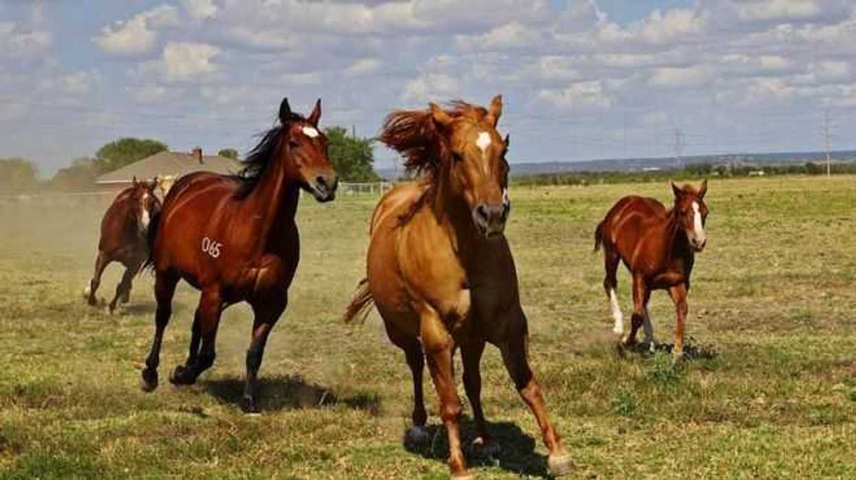 alertan-por-virus-en-caballos-de-nayarit