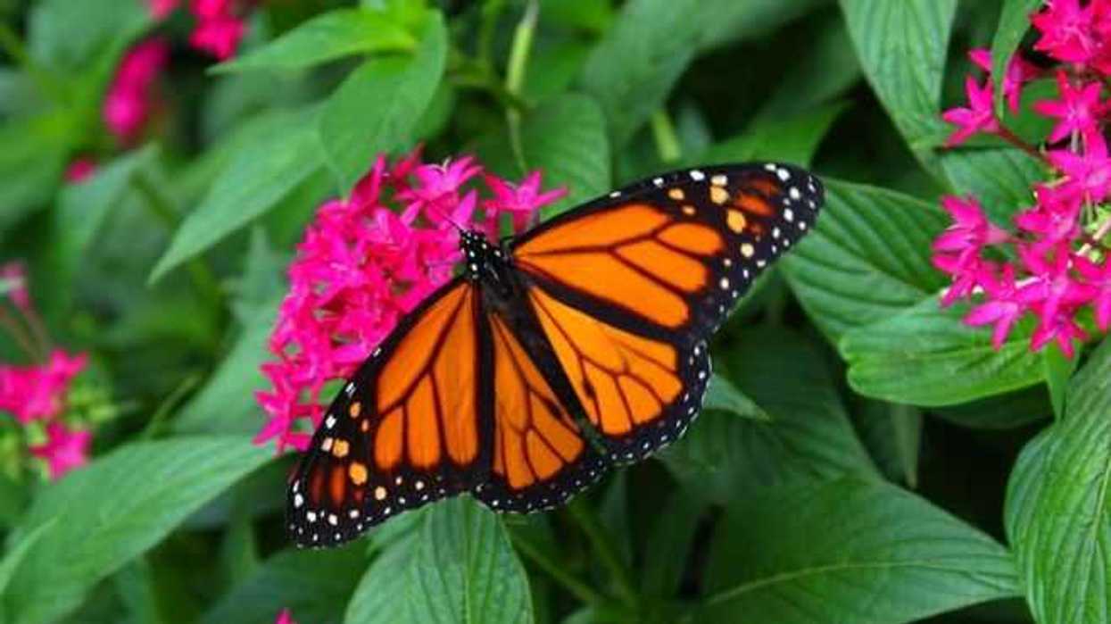 alertan-sobre-uso-de-herbicida-que-amenaza-a-la-mariposa-monarca