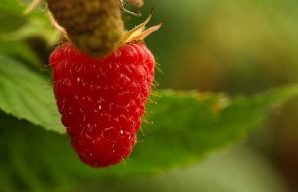 algas lombriz favorecen cosecha berries en baja california 1