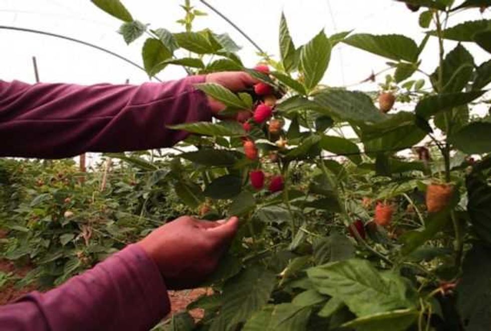 algas lombriz favorecen cosecha berries en baja california 3