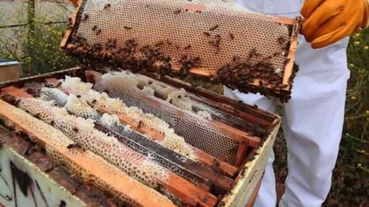 algas-lombriz-favorecen-cosecha-berries-en-baja-california-4