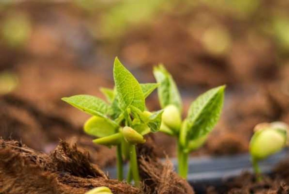 algas lombriz favorecen cosecha berries en baja california 5