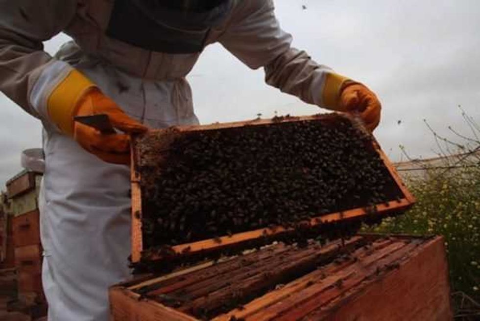 algas lombriz favorecen cosecha berries en baja california