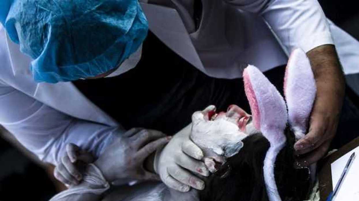 “Animal Heroes vs la Experimentación con Animales