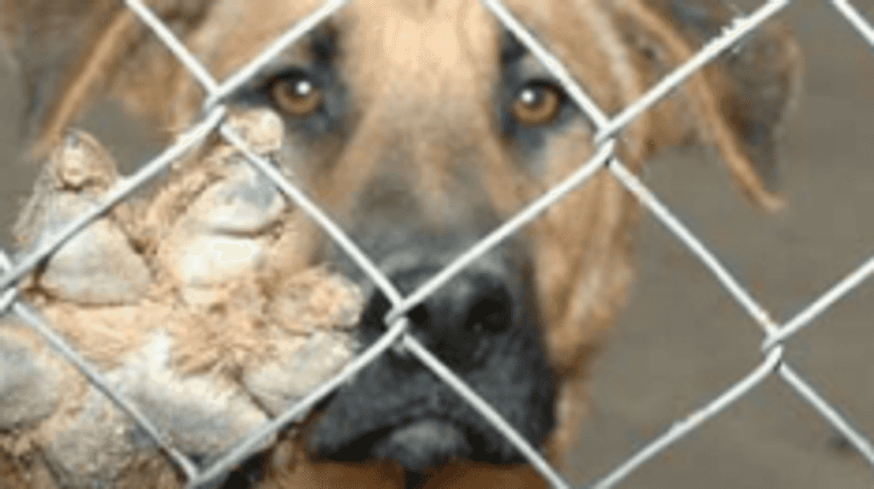 Animales de la calle.