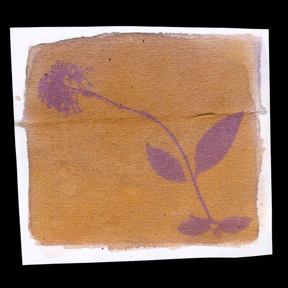 Antotipia con hojas en tonos morados sobre papel de fondo amarillo y marr\u00f3n, ejemplo de la t\u00e9cnica fotogr\u00e1fica con plantas