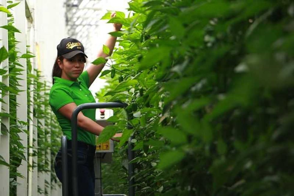 anuncia gobernador primera piedra de expansion de invernaderos hortigen en queretaro 1