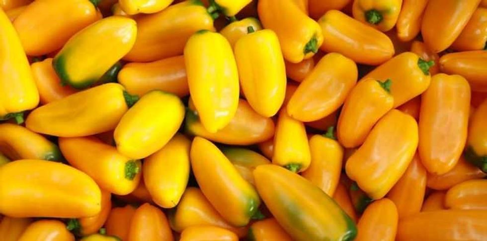 anuncia gobernador primera piedra de expansion de invernaderos hortigen en queretaro 3