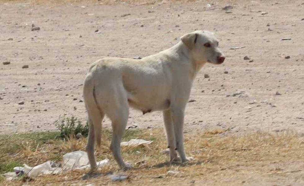 anuncian campana de vacunacion antirrabica en san juan del rio